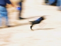 340880333006_364545545006_1000_0031.jpg